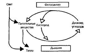 Суммарный поток энергии (темные стрелки) и круговорот веществ (светлые стрелки) в экосистеме.
