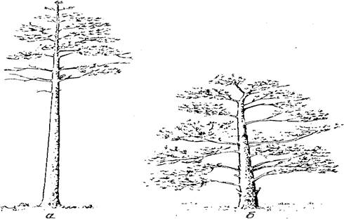 Внешний вид деревьев, выросших в лесу (а) и вне леса (б).