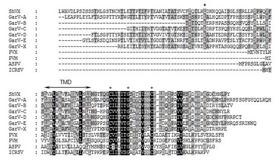 Множественное выравнивание ТБГ3 аминокислотных последовательностей.
