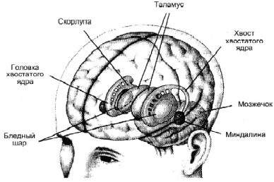 Расположение базальных ганглиев в больших полушариях мозга.