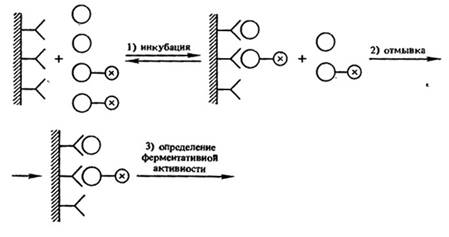Схема конкурентного гетерогенного ИФА.