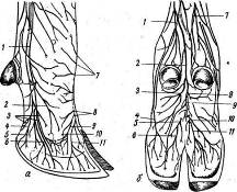 Лимфатические сосуды пальцев тазовой конечности, крупного рогатого скота (копия с диоптрограммы по Саленко).