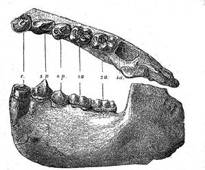 Фрагмент челюсти дриопитека Dryopithecus Fontani, жившего в миоценовый период на территории современной Франции.