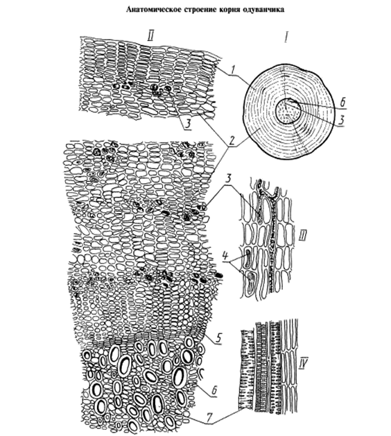 Анатомическое строение корня одуванчика.
