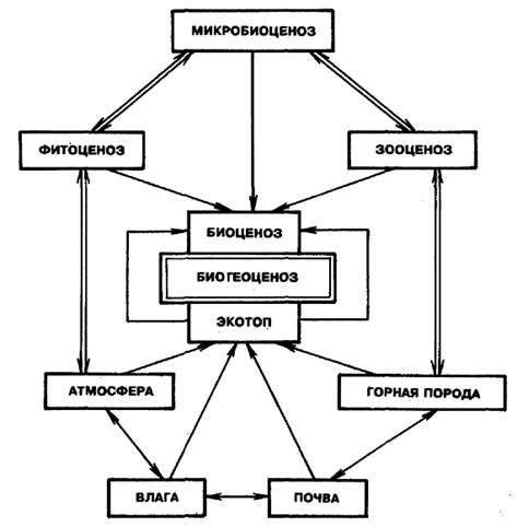Схема биогеоценоза.