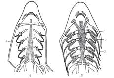 Горизонтальный разрез через голову костистой рыбы (А) и акулы (Б) (схема); слева — положение клапанов при вдохе, справа — при выдохе.