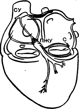 Схема проводящей системы сердца. СУ — синусовый узел; ПЖУ — предсердно-желудочковый узел; С — пути, описанные Suzuki.