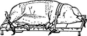 Схема оперативных доступов к матке у свиньи:1 — паралюмбальный; 2— парамедианный.