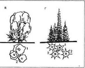 Рис. 5 Гармоничные ландшафтные группы а — однопиридная (клен остролистный); б — разнопородная, построенная на единстве декоративной мозаики 1 - ясень зеленый; 2 — рябина обыкновенная; 3 — рябинник; 4 — клен ясенелистный; в — разнопородная, гармоничная по окраске и мозаике листьев: 1 — ива белая серебристая; 2— лох узколистный; г — разнопородная стабильная из деревьев с гармоничным сочетанием форм краны, мозаики окраски хвои: 1 — пихта одноцветная; 2 — ель обыкновенная; 3 - можжевельник виргинский.