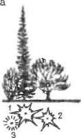 Основные композиции групп из деревьев и кустарников.
