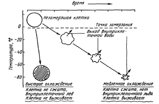 Выживаемость клеток при быстром и медленном охлаждении (Фаррант, 1980).