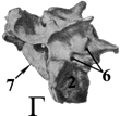 Рис. 14. Крестцовые позвонки: А - лошади; Б - крупного рогатого скота; В - свиньи; Г - собаки. 1 - крылья крестца; 2 - ушковидная поверхность; 3 - средний (дорсальный) гребень; 4 - боковые крестцовые гребни; 5 - промежуточные гребни; 6 - дорсальные крестцовые (тазовые) отверстия; 7 - мыс; 8 - краниальные суставные отростки; 9 - каудальные суставные отростки.