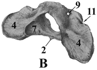 Рис. 7. Первый шейный позвонок (атлант): А - атлант крупного рогатого скота; Б - атлант свиньи; В - атлант собаки.