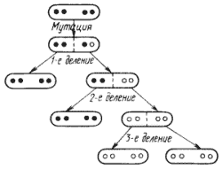 Проявление мутаций в прокариотной клетке, имеющей четыре копии хромосомы (по Schlegel, 1972).