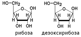Нуклеиновые кислоты, их состав. Строение азотистых оснований, нуклеозидов и нуклеотидов.
