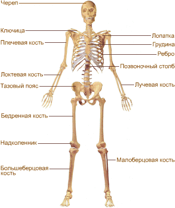 Скелет в правильной анатомической позе.