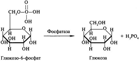 Гликозидазы ускоряют реакции гидролиза гликозидных связей. Примером гликозидазы может служить мальтаза (б-глюкозидаза).