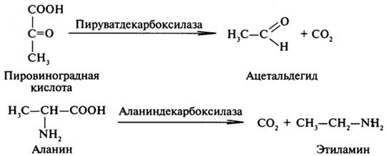 Углерод-углерод лиазы. В природе широко представлены ферменты, ускоряющие декарбоксилирование кетои аминокислот. Декарбоксилазы или карбокси-лиазы - двухкомпонентные ферменты, коферментом которых является фосфорный эфир витамина B1 - в случае декарбоксилирования кетокислот и витамина В6 - в случае декарбоксилирования аминокислот. Схемы процессов представлены ниже: