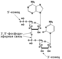 Структура динуклеотида, в состав которого входят аденозин-5'-монофосфат и цитидин-5'-монофосфат.