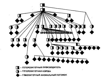 Схема, иллюстрирующая рецессивное наследование укорочения челюсти в одной линии костромской породы.