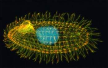 Инфузория Tetrahymena thermophila, геном которой полностью расшифрован.