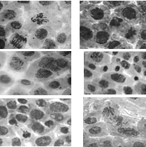 Образование микроядер в клетках апикальной меристемы зародышевых корней A. cepa L.