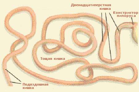 Тонкий отдел кишечника (Intestinum tenue).