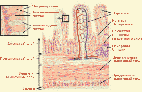 Тонкий отдел кишечника (Intestinum tenue).