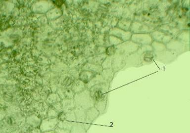 Анатомическое строение молодого стебля (х 180) 1-эпидермис, 2- первичная кора, 3- слеренхима, 4- проводящий пучок Паренхима.