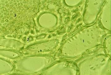 Внутреннее строение стебля (х 760) 1-содержимое клеток, 2- склеренхима, 3-флоэма.