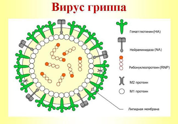 Антигенная изменчивость вируса гриппа и аспекты ее изучения.