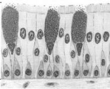 Рисунок 6 - Многорядный реснитчатый эпителий трахеи Ч400.