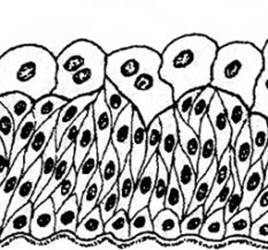 Переходный эпителий (мочевой пузырь, схема).