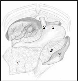 Изображение желудка и селезенки собаки. 1 - кардиальная часть желудка, 2 - кардиальное отверстие (ostium cardiacum), 3 - селезенка, 4 - большой сальник, 5 - желудочно-селезеночная связка.