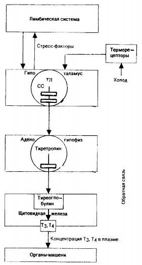 Регуляция уровня тироидных громонов.