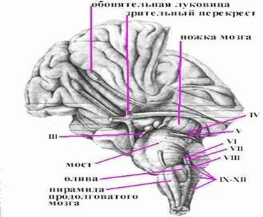 Передние поверхности лобных долей полушарий большого мозга, промежуточного и среднего мозга, моста и продолговатого мозга. III-XII - соответствующие пары черепных нервов.