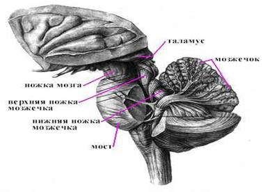 Ствол головного мозга и мозжечок; вид сбоку.