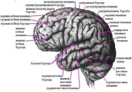 Борозды и извилины левого полушария большого мозга; верхнелатеральная поверхность.