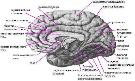Борозды и извилины правого полушария большого мозга; медиальная и нижняя поверхности.