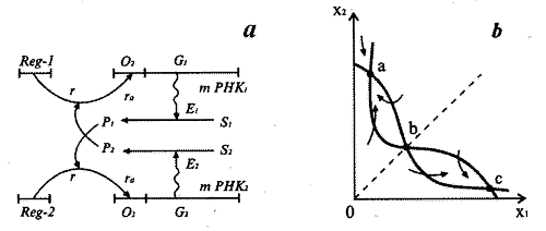 Схема синтеза двух ферментов Жакоба и Моно (а) и фазовый портрет триггерной систем (б) [6].