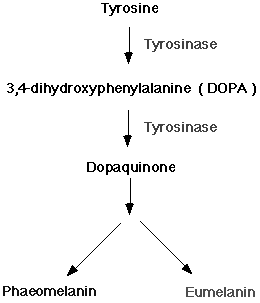 Схема точек приложения тирозиназы [http://www.cnb.uam.es/~montoliu/ albinomouse.html]. Тирозиназа необходима для синтеза меланина в меланоцитах и пигментном эпителии сетчатки.