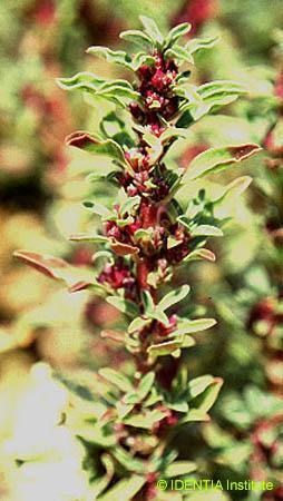 Щирица жминдовидная — Amaranthus blitoides S. Wats.