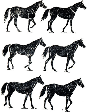 Схема движений лошади на шагу.