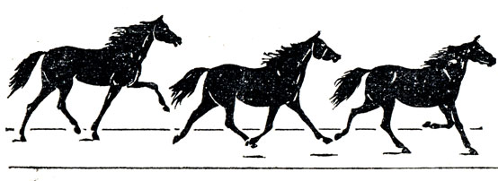 Схема движений лошади на рыси.