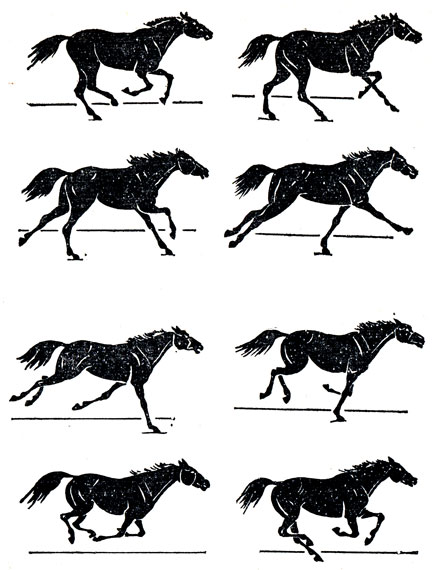 Схема движений лошади на галопе.