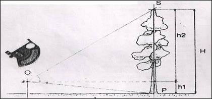 Схема измерения высоты дерева высотомером Блюме-Лейса.