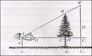 Схема измерения высоты дерева высотомером Макарова.