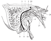 Лицевой нерв в височной кости 1)- лицевой нерв.
