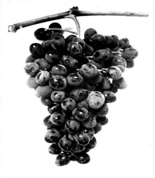 Общий вид грозди сорта Молдова 1/3 натуральной величины, (фото автора).