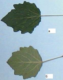 Рис. 4.2. Тополь Яблокова: 1 - внешний вид, 2 - листья (а - верхняя сторона листовой пластинки, б - нижняя сторона).